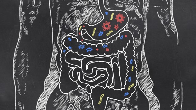 Gut Beraten! Wissen Am HV: Das Mikrobiom Und Die Darmflora